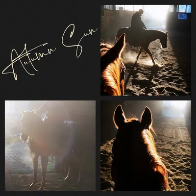 24/7 Horses