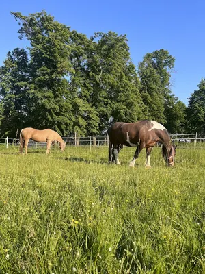 Julias Farm