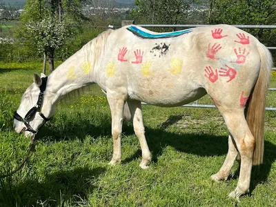 Reitsportanlage Zur Dornermühle (Pferderehazentrum)