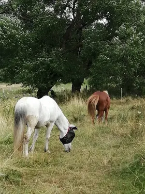Taktwerk by Jenny John, Jennifer John, Reitunterricht, Reitschule, Pferdetrainer, Hessen, Schwarzenborn