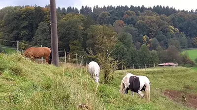 Aktivstall Moosgrub