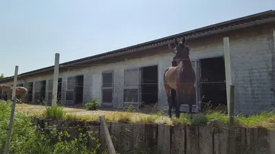 BogardStadir - Pferdehof Fam. Marquardt