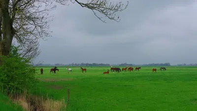 Graif Meentzen Pferdezucht