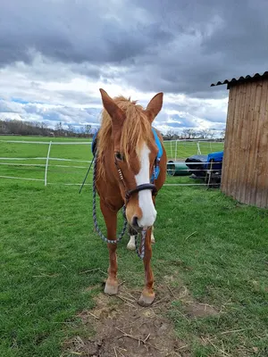 Pferdepension Rosenhof Niederkirchen