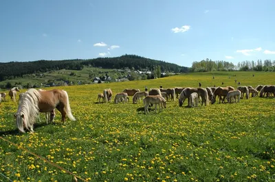 Westernpferde Meura
