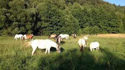 Pony- und Reiterhof Mai