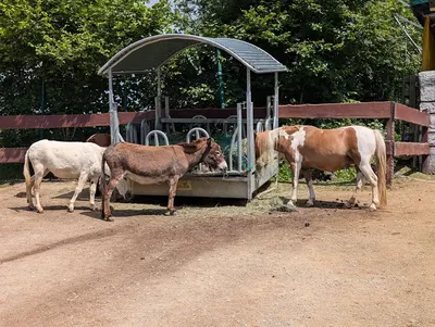 Ponyhof Schanze - Sabine Waltrich