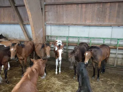 Paint Horses Zucht Odenwald