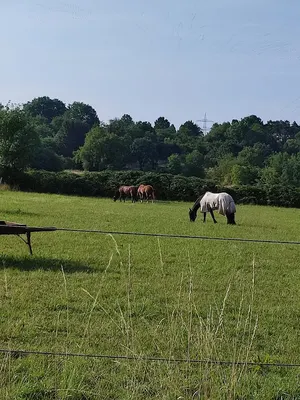 Reitanlage Dorheimer Bergwerk