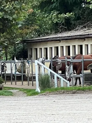 Reitstall Best