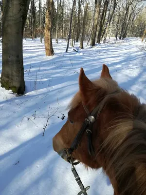 RhönRanch