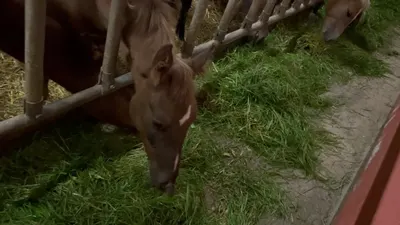 Reitanlage Metzner Cottenbach