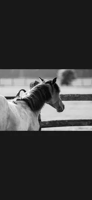 Döring Quarterhorse