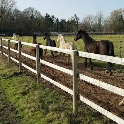 Pferdehof Mansie