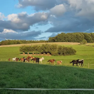 Breug Quarter Horses