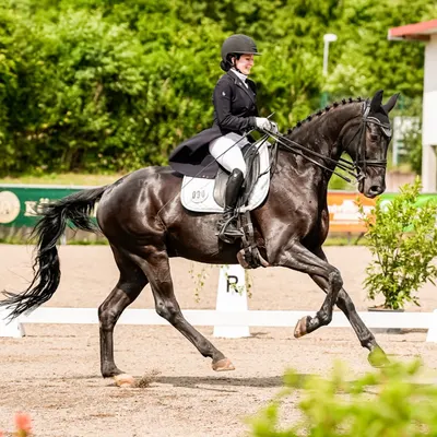 Reitanlage Schmöe