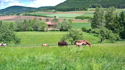 Elta Reining Horses - Anke Waizenegger-Merkt