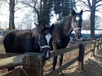 Marlies und Ludger Wessendorf